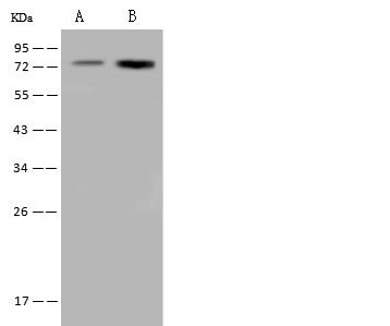 HSPA6 / HSP70B' Antibody - Anti-HSPA6 rabbit polyclonal antibody at 1:500 dilution. Lane A: U-251 MG Whole Cell Lysate. Lane B: H1299 Whole Cell Lysate. Lysates/proteins at 30 ug per lane. Secondary: Goat Anti-Rabbit IgG (H+L)/HRP at 1/10000 dilution. Developed using the ECL technique. Performed under reducing conditions. Predicted band size: 71 kDa.