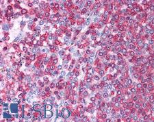 HSPA8 / HSC70 Antibody - Anti-HSPA8 / HSC70 antibody IHC of human spleen. Immunohistochemistry of formalin-fixed, paraffin-embedded tissue after heat-induced antigen retrieval. Antibody concentration 5 ug/ml.  This image was taken for the unconjugated form of this product. Other forms have not been tested.