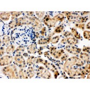 HSPA8 / HSC70 Antibody - Hsc70 antibody IHC-paraffin. IHC(P): Mouse Kidney Tissue.