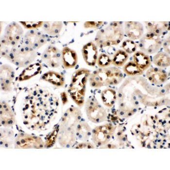 HSPA8 / HSC70 Antibody - Hsc70 antibody IHC-paraffin. IHC(P): Rat Kidney Tissue.