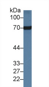 HSPA8 / HSC70 Antibody