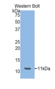 HSPA8 / HSC70 Antibody - Western blot of HSPA8 / HSC70 antibody.