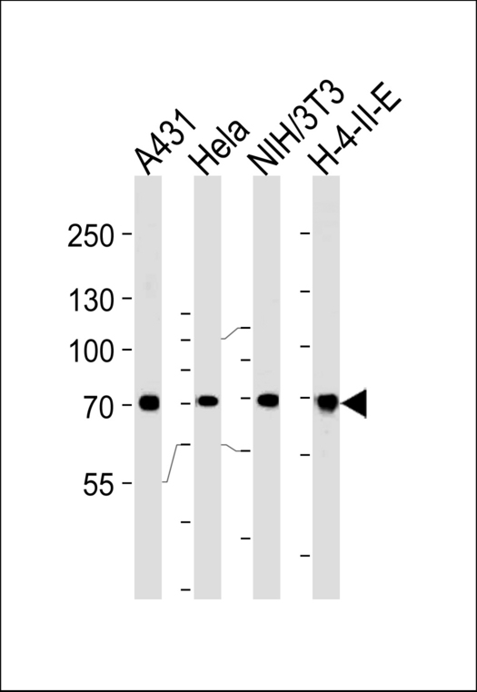 HSPA8 / HSC70 Antibody - Western blot of lysates from A431,HeLa,mouse NIH/3T3,H-4-II-E cell line (from left to right),using HSPA8 Antibody. Antibody was diluted at 1:1000 at each lane. A goat anti-rabbit IgG H&L (HRP) at 1:5000 dilution was used as the secondary antibody.Lysates at 35ug per lane.