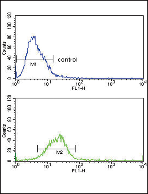 HSPA8 / HSC70 Antibody - HSPA8 Antibody flow cytometry of HeLa cells (bottom histogram) compared to a negative control cell (top histogram). FITC-conjugated goat-anti-rabbit secondary antibodies were used for the analysis.