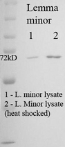 HSPA8 / HSC70 Antibody - Western blot analysis of Hsp70 in Duckweed (L-minor) cells using a dilution of HSP70 / HSC70 antibody.  This image was taken for the unconjugated form of this product. Other forms have not been tested.