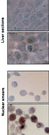 HSPA8 / HSC70 Antibody - Hsp70-Hsc70 ( BB70), rat nuclear smears and liver sections.