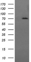 HSPA8 / HSC70 Antibody - HEK293T cells were transfected with the pCMV6-ENTRY control (Left lane) or pCMV6-ENTRY HSPA8 (Right lane) cDNA for 48 hrs and lysed. Equivalent amounts of cell lysates (5 ug per lane) were separated by SDS-PAGE and immunoblotted with anti-HSPA8.