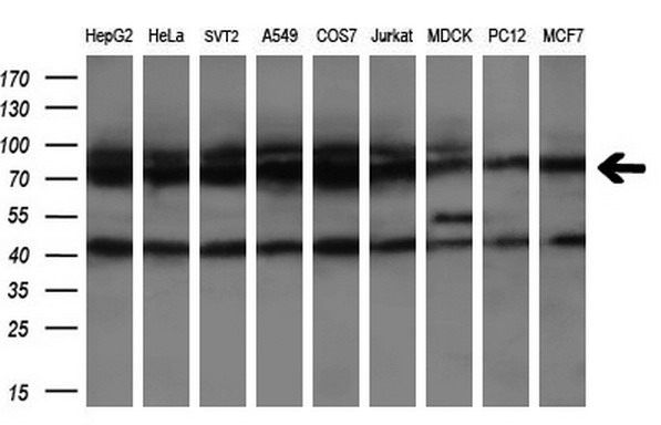 HSPA8 / HSC70 Antibody - Western blot of extracts (35ug) from 9 different cell lines by using anti-HSPA8 monoclonal antibody at 1:200 dilution. (HepG2: human; HeLa: human; SVT2: mouse; A549: human; COS7: monkey; Jurkat: human; MDCK: canine; PC12: rat; MCF7: human).