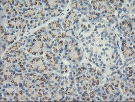 HSPA8 / HSC70 Antibody - IHC of paraffin-embedded Human pancreas tissue using anti-HSPA8 mouse monoclonal antibody. (Heat-induced epitope retrieval by 10mM citric buffer, pH6.0, 120°C for 3min).