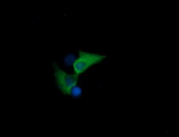 HSPA8 / HSC70 Antibody - Anti-HSPA8 mouse monoclonal antibody immunofluorescent staining of COS7 cells transiently transfected by pCMV6-ENTRY HSPA8.