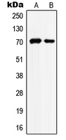 HSPA8 / HSC70 Antibody - Western blot analysis of HSC70 expression in HeLa (A); NIH3T3 (B) whole cell lysates.