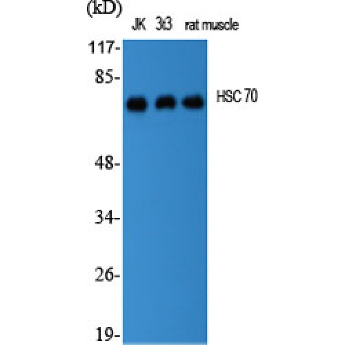 HSPA8 / HSC70 Antibody - Western blot of HSC 70 antibody