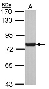 HSPA8 / HSC70 Antibody - Sample (30 ug of whole cell lysate). A: H1299. 7.5% SDS PAGE. HSPA8 antibody diluted at 1:10000. 