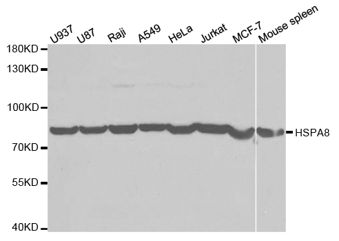 HSPA8 / HSC70 Antibody - Western blot analysis of extracts of various cell lines.