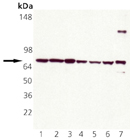 HSPA8 / HSC70 Antibody - Western blot of HSC70 (HSP73) pAb: Lane 1: HeLa Cell Lysate, Lane 2: HeLa Cell Lysate (Heat Shocked), Lane 3: PC -12 Cell Lysate, Lane 4: PC -12 Cell Lysate (Heat Shocked), Lane 5: 3T3 Cell Lysate, Lane 6: 3T3 Cell Lysate (Heat Shocked), Lane 7: HSC70 (HSP73) Recombinant Protein.