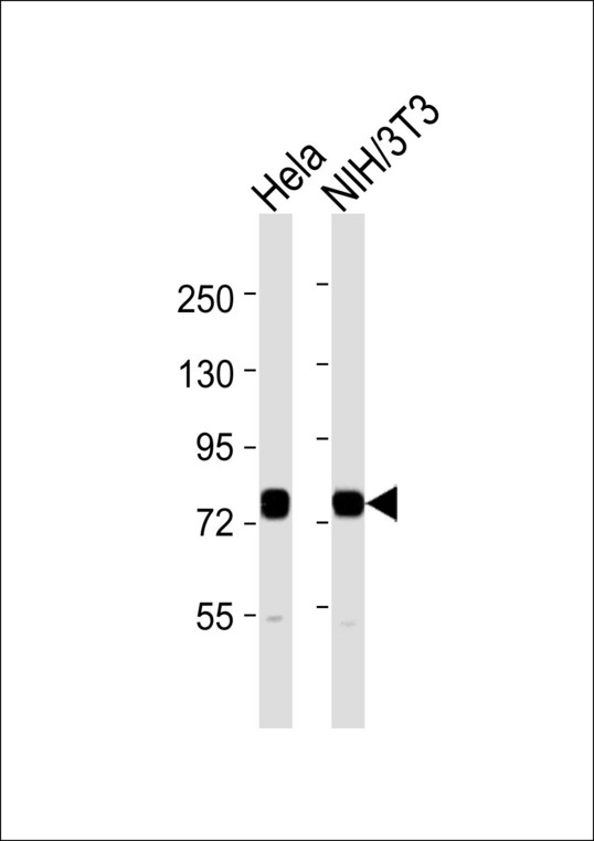 HSPA8 / HSC70 Antibody - All lanes : Anti-HSC70 Antibody at 1:1000 dilution Lane 1: HeLa whole cell lysates Lane 2: NIH/3T3 whole cell lysates Lysates/proteins at 20 ug per lane. Secondary Goat Anti-Rabbit IgG, (H+L),Peroxidase conjugated at 1/10000 dilution Predicted band size : 71 kDa Blocking/Dilution buffer: 5% NFDM/TBST.