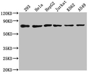 HSPA8 / HSC70 Antibody - Western Blot Positive WB detected in: 293 whole cell lysate, Hela whole cell lysate, HepG2 whole cell lysate, Jurkat whole cell lysate, K562 whole cell lysate, A549 whole cell lysate All lanes: HSPA8 antibody at 1:2000 Secondary Goat polyclonal to rabbit IgG at 1/50000 dilution Predicted band size: 71, 54 kDa Observed band size: 71 kDa