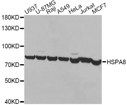 HSPA8 / HSC70 Antibody - Western blot analysis of extracts of various cell lines, using HSPA8 antibody at 1:1000 dilution. The secondary antibody used was an HRP Goat Anti-Rabbit IgG (H+L) at 1:10000 dilution. Lysates were loaded 25ug per lane and 3% nonfat dry milk in TBST was used for blocking.