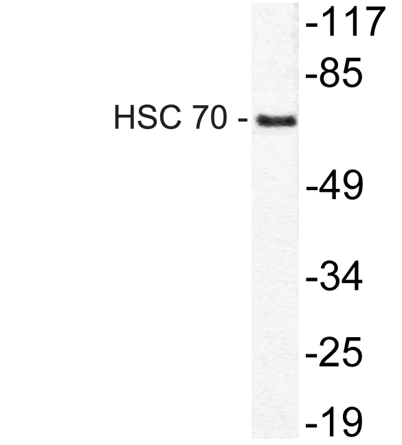 HSPA8 / HSC70 Antibody - Western blot of HSC 70 (K251) pAb in extracts from HeLa cells.