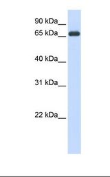 HSPA8 / HSC70 Antibody - 293T cell lysate. Antibody concentration: 1.0 ug/ml. Gel concentration: 12%.  This image was taken for the unconjugated form of this product. Other forms have not been tested.