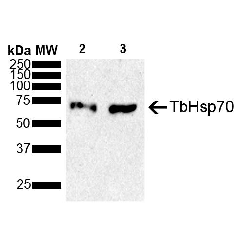 HSPA8 / HSC70 Antibody - Western blot analysis of Trypanosoma brucei brucei cells showing detection of ~71 kDa TbHsp70 protein using Rabbit Anti-TbHsp70 Polyclonal Antibody (SPC-747). Lane 1: Molecular Weight Ladder (MW). Lane 2: Cells incubated for 1 hour at 37°C. Lane 3: Cells incubated for 1 hour at 42°C. Load: 15 µg. Block: 5% Skim Milk in 1X TBST. Primary Antibody: Rabbit Anti-TbHsp70 Polyclonal Antibody (SPC-747) at 1:1000 for 2 hours at RT. Secondary Antibody: Goat Anti-Rabbit IgG: HRP at 1:3000 for 1 hour at RT. Color Development: ECL solution for 5 min at RT. Predicted/Observed Size: ~71 kDa.