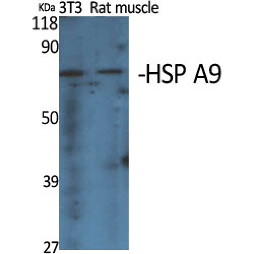 HSPA9 / Mortalin / GRP75 Antibody - Western blot of HSP A9 antibody