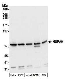 HSPA9 / Mortalin / GRP75 Antibody - Detection of human and mouse HSPA9 by western blot. Samples: Whole cell lysate (15 µg) from HeLa, HEK293T, Jurkat, mouse TCMK-1, and mouse NIH 3T3 cells prepared using NETN lysis buffer. Antibody: Affinity purified rabbit anti-HSPA9 antibody used for WB at 0.1 µg/ml. Detection: Chemiluminescence with an exposure time of 1 second.