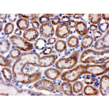 HSPA9 / Mortalin / GRP75 Antibody - Grp75 antibody IHC-paraffin. IHC(P): Rat Kidney Tissue.