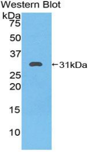 HSPA9 / Mortalin / GRP75 Antibody - Western blot of recombinant HSPA9 / Mortalin / GRP75.  This image was taken for the unconjugated form of this product. Other forms have not been tested.