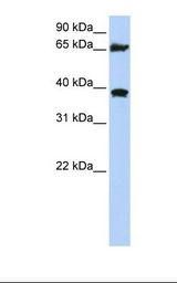 HSPA9 / Mortalin / GRP75 Antibody - 293T cell lysate. Antibody concentration: 1.0 ug/ml. Gel concentration: 12%.  This image was taken for the unconjugated form of this product. Other forms have not been tested.