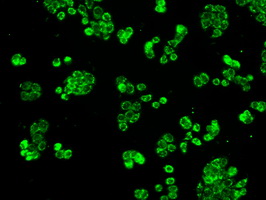 HSPA9 / Mortalin / GRP75 Antibody - Immunofluorescent staining of HT29 cells using anti-HSPA9 mouse monoclonal antibody.