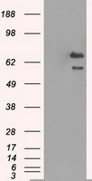 HSPA9 / Mortalin / GRP75 Antibody - HEK293T cells were transfected with the pCMV6-ENTRY control (Left lane) or pCMV6-ENTRY HSPA9 (Right lane) cDNA for 48 hrs and lysed. Equivalent amounts of cell lysates (5 ug per lane) were separated by SDS-PAGE and immunoblotted with anti-HSPA9.
