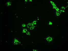 HSPA9 / Mortalin / GRP75 Antibody - Anti-HSPA9 mouse monoclonal antibody  immunofluorescent staining of COS7 cells transiently transfected by pCMV6-ENTRY HSPA9.