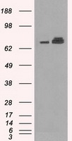 HSPA9 / Mortalin / GRP75 Antibody - HEK293T cells were transfected with the pCMV6-ENTRY control (Left lane) or pCMV6-ENTRY HSPA9 (Right lane) cDNA for 48 hrs and lysed. Equivalent amounts of cell lysates (5 ug per lane) were separated by SDS-PAGE and immunoblotted with anti-HSPA9.