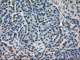 HSPA9 / Mortalin / GRP75 Antibody - Immunohistochemical staining of paraffin-embedded pancreas tissue using antiHSPA9 mouse monoclonal antibody. (Dilution 1:50).