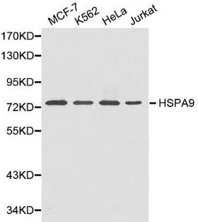 HSPA9 / Mortalin / GRP75 Antibody - Western blot of HSPA9 pAb in extracts from MCF7, K562, Hela and Jurkat cells.