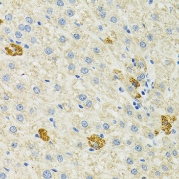 HSPA9 / Mortalin / GRP75 Antibody - Immunohistochemistry of paraffin-embedded mouse liver using HSPA9 antibodyat dilution of 1:100 (40x lens).
