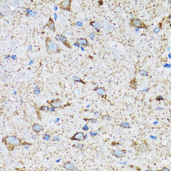 HSPA9 / Mortalin / GRP75 Antibody - Immunohistochemistry of paraffin-embedded mouse spinal cord using HSPA9 antibodyat dilution of 1:100 (40x lens).