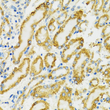 HSPA9 / Mortalin / GRP75 Antibody - Immunohistochemistry of paraffin-embedded rat kidney using HSPA9 antibodyat dilution of 1:100 (40x lens).