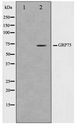 HSPA9 / Mortalin / GRP75 Antibody - Western blot of COS7 cell lysate using GRP75 Antibody