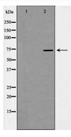 HSPA9 / Mortalin / GRP75 Antibody - Western blot of GRP75 expression in Cos7 cell extract