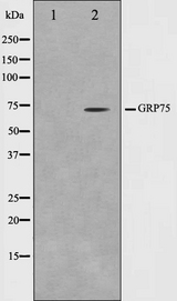 HSPA9 / Mortalin / GRP75 Antibody - Western blot analysis on COS7 cell lysates using GRP75 antibody. The lane on the left is treated with the antigen-specific peptide.