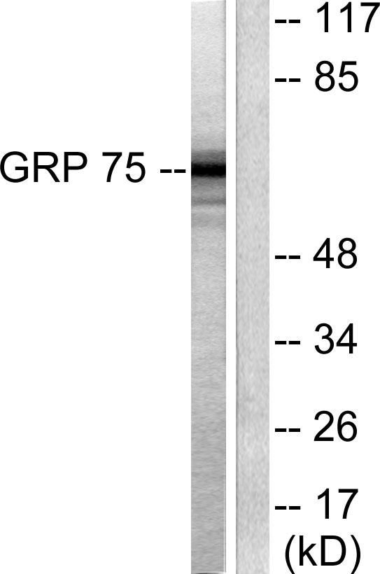 HSPA9 / Mortalin / GRP75 Antibody - Western blot analysis of extracts from COS7 cells, using GRP75 antibody.