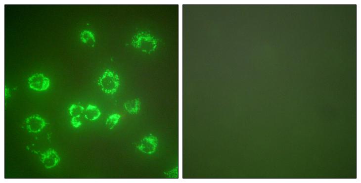 HSPA9 / Mortalin / GRP75 Antibody - Peptide - + Immunofluorescence analysis of COS7 cells, using GRP75 antibody.