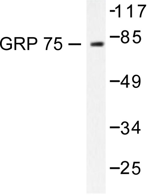 HSPA9 / Mortalin / GRP75 Antibody - Western blot of GRP75/HSPA9 (S664) pAb in extracts from COS7 cells.