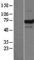 HSPA9 / Mortalin / GRP75 Protein - Western validation with an anti-DDK antibody * L: Control HEK293 lysate R: Over-expression lysate