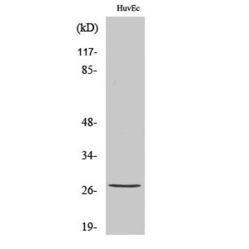 HSPB1 / HSP27 Antibody - Western blot of Phospho-HSP27 (S82) antibody
