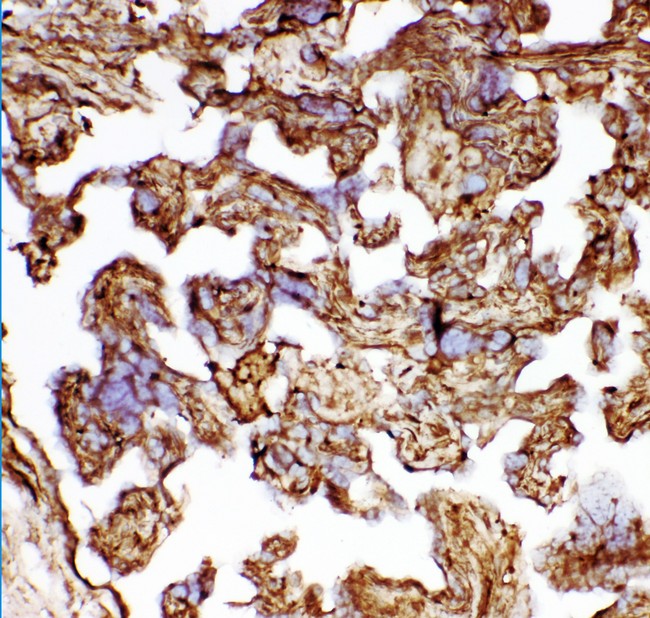 HSPB1 / HSP27 Antibody - HSP27 antibody IHC-frozen: Human Placenta Tissue.