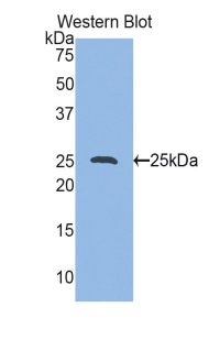 HSPB1 / HSP27 Antibody - Western blot of recombinant HSPB1 / HSP27.  This image was taken for the unconjugated form of this product. Other forms have not been tested.