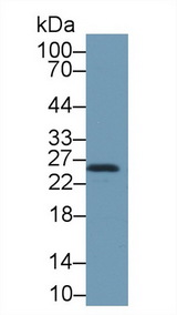 HSPB1 / HSP27 Antibody - Western Blot; Sample: Mouse Lung lysate; Primary Ab: 1µg/ml Rabbit Anti-Mouse HSPB1 Antibody Second Ab: 0.2µg/mL HRP-Linked Caprine Anti-Rabbit IgG Polyclonal Antibody